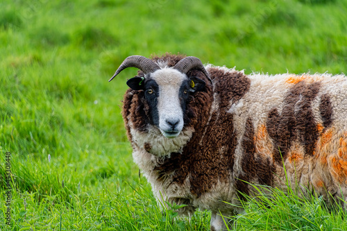 Tableau sur toile Closeup of domestic Jacob sheep