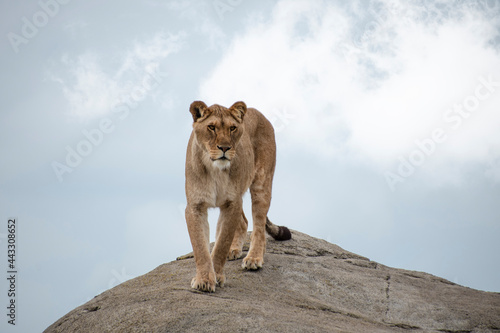 Female lion or Panthera leo walking on a big stone and looking into the camera