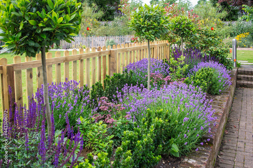 Purple Lavender and salvia among other plants in an attractive border in a garden framed by a picket fence.