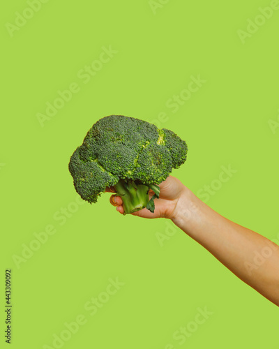 The hand holds the cabbage. The concept of veganism and healthy eating.
