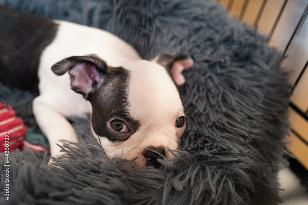 Boston terrier puppy resting in a fluffy bed inside a crate. She is looking up at the camera. Boston terrier puppy resting in a fluffy bed inside a crate. She is looking up at the camera.