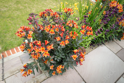 A bed of beautiful orange alstroemeria lily flowers photo