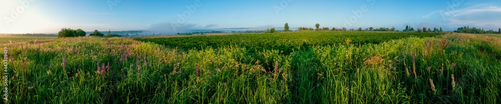 Panorama of a flower field in the mountains. Herbs, green trees.