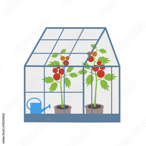 Vector illustration of tomatoes growing in greenhouse