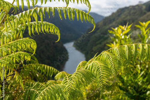 Tour on untouched Whanganui river and through the surrounding jungle, New Zealand photo