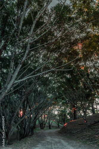 Bosques de CHALATENANGO EL SALVADOR, Lugar Entre Pinos