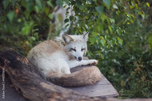 Fototapeta Naklejka Na Ścianę i Meble -  A white-and-red fox rests in the reserve in the evening in the summer