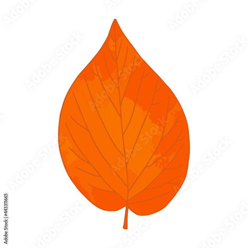 Bright orange watercolor aquarelle artistic linden tree leaf vector illustration isolated on white background. Design element for autumn design. Fall graphic clip art