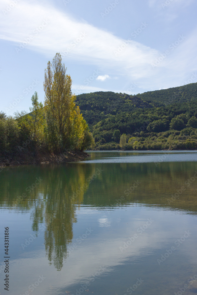 Autumnal poplar with yellow leaves reflecting in the water