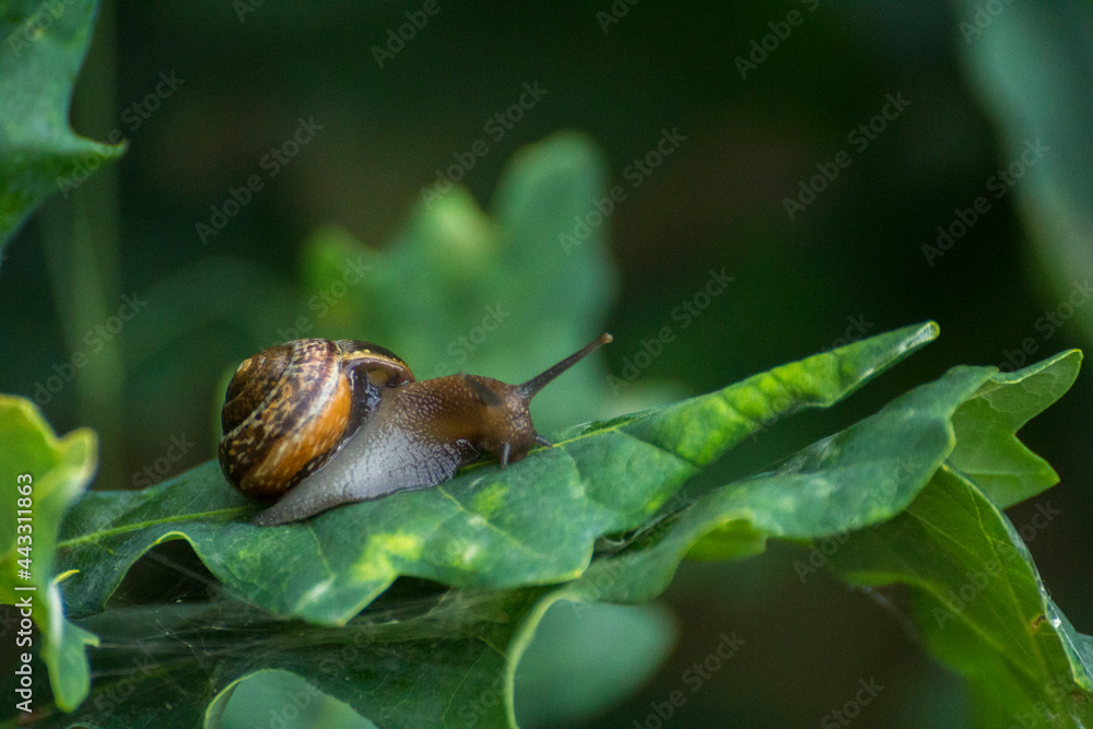 little brown snail on a green oak leaf little brown snail on a green oak leaf