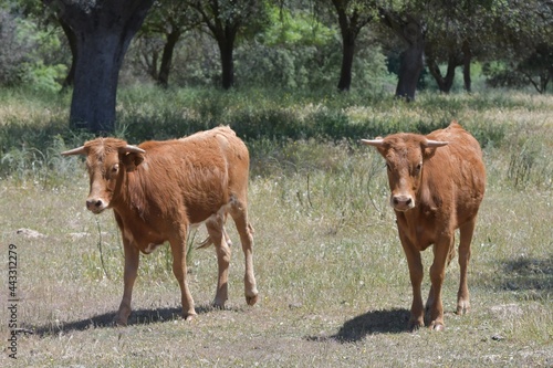cows on the farm © ivan