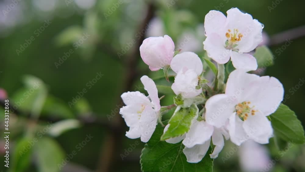branch of a flowering apple tree with beautiful flowers close-up after the rain branch of a flowering apple tree with beautiful flowers close-up after the rain