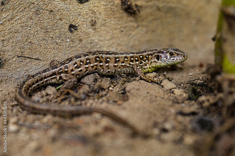 Naklejka premium Sand lizard, Lacerta agilis, closeup of the reptile