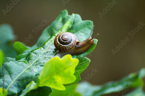 little brown snail on a green oak leaf photo
