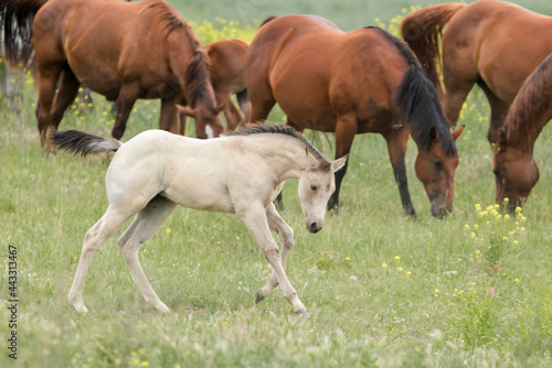 White pony running in the field.