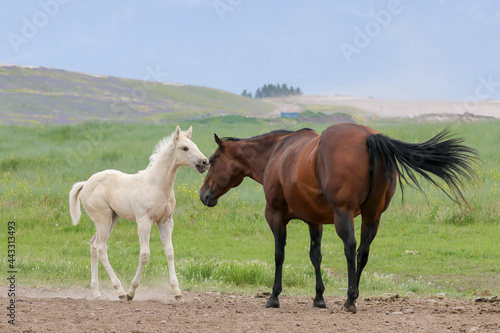 Pony and horse interacting. © Gregory Johnston