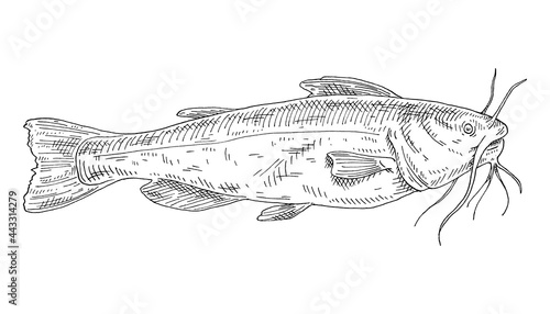 Whole fresh fish catfish on white. Vintage engraving monochrome black illustration.