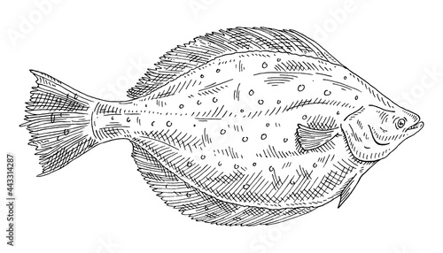 Whole fresh fish flounder on white. Vintage engraving monochrome black illustration.