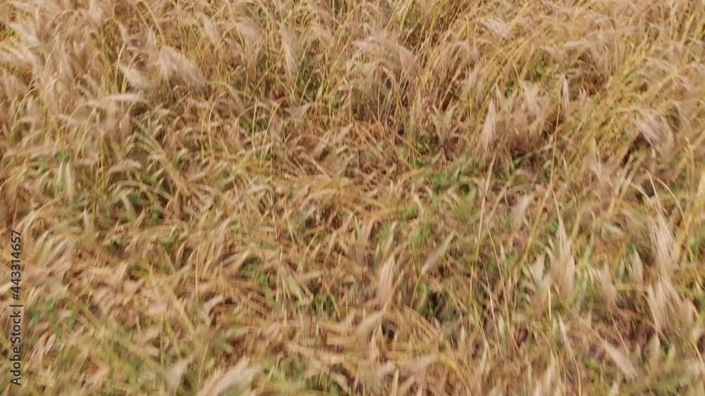 Wheat field, farm field with wheat. Drone view Wheat field, farm field with wheat. Drone view