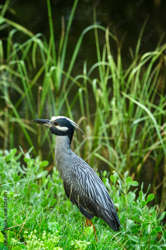 Fototapeta premium Yellow Crowned Night Heron