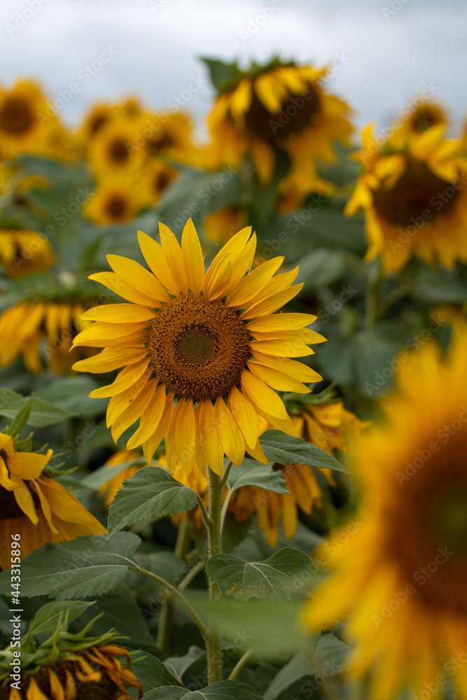 Fototapeta premium field of sunflowers