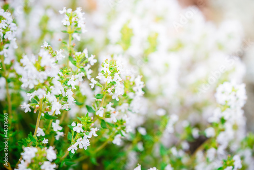 Blossoming thyme in the nature with blurred background. White thyme flowers, thymus vulgaris growing in a garden