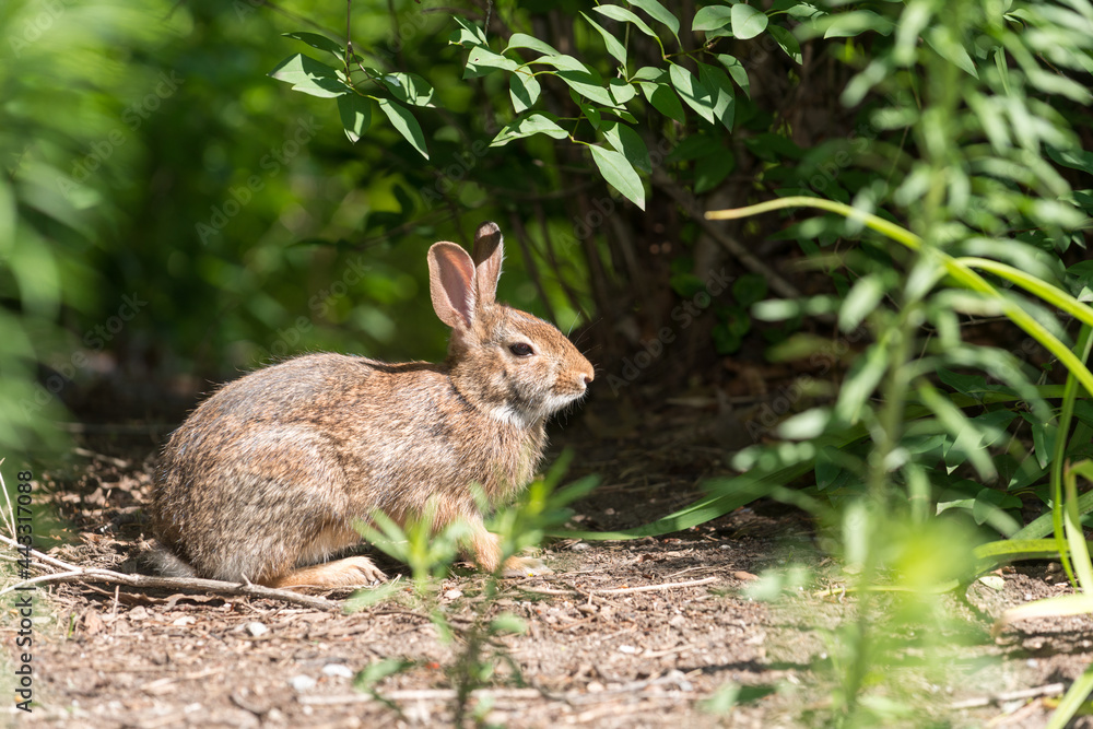 rabbit in the grass rabbit in the grass