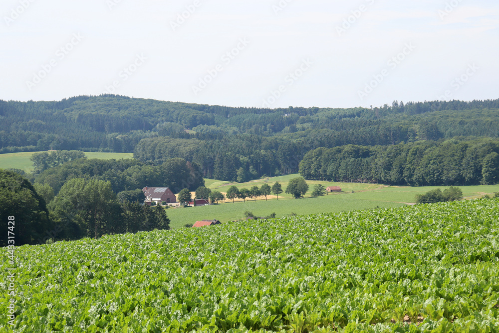 Osnabrücker Land bei Wellingholzhausen am Teutoburger Wald, Niedersachsen, Deutschland