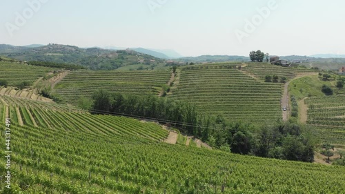Wallpaper Mural Drone shot, beautiful wine region of Goriška Brda in Slovenia, Europe. Vitis vinifera, the common grape vine, vineyards. Torontodigital.ca