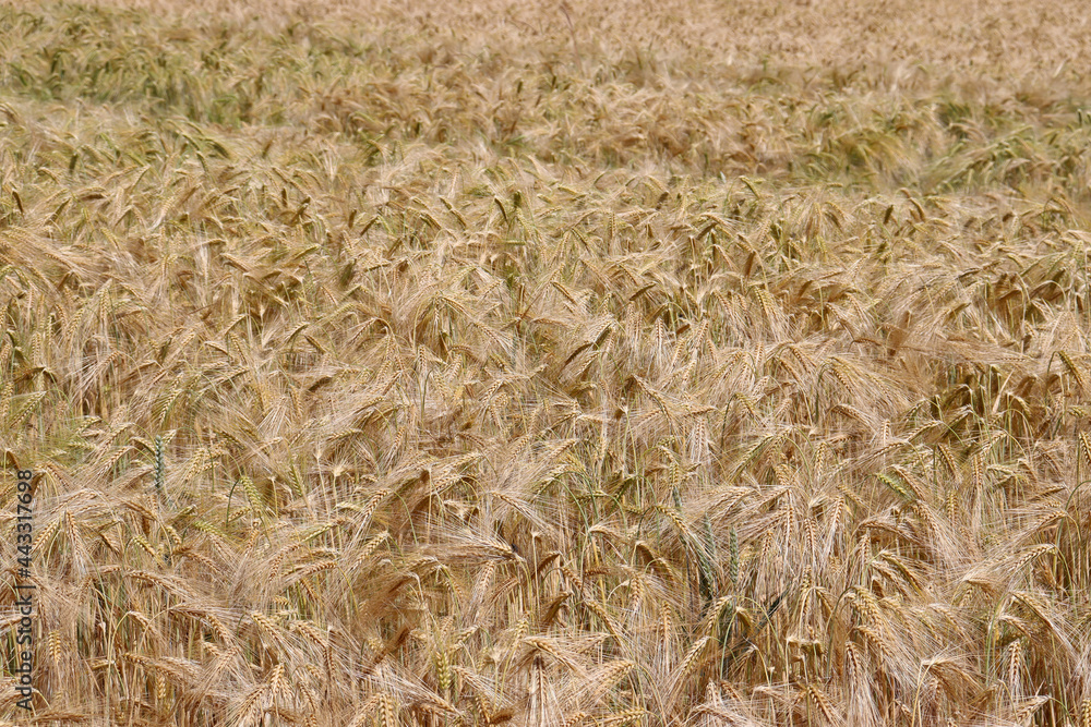 Fototapeta premium Roggen, Roggenfeld in Niedersachsen, Deutschland