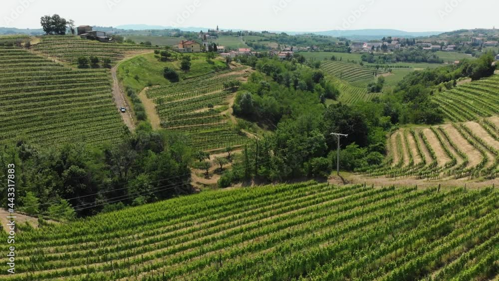 Drone shot, beautiful wine region of Goriška Brda in Slovenia, Europe. Vitis vinifera, the common grape vine, vineyards. Drone shot, beautiful wine region of Goriška Brda in Slovenia, Europe. Vitis vinifera, the common grape vine, vineyards.