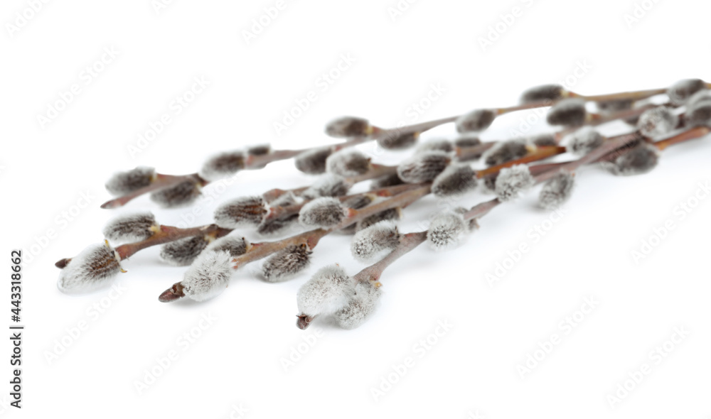Fototapeta premium Beautiful blooming pussy willow branches on white background
