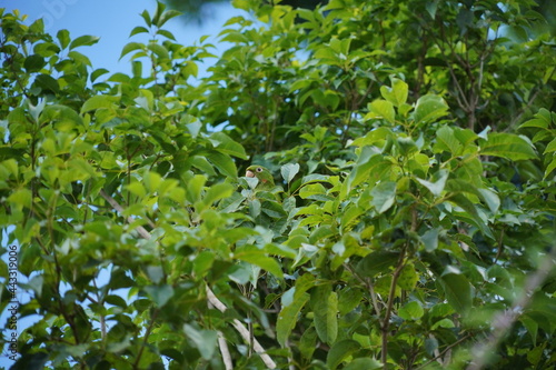 White-eyed Parakeet Bird perched on branch