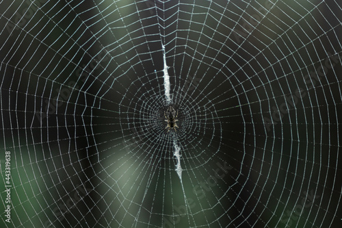 Close-up of a round spider web with a spider in the center in the forest