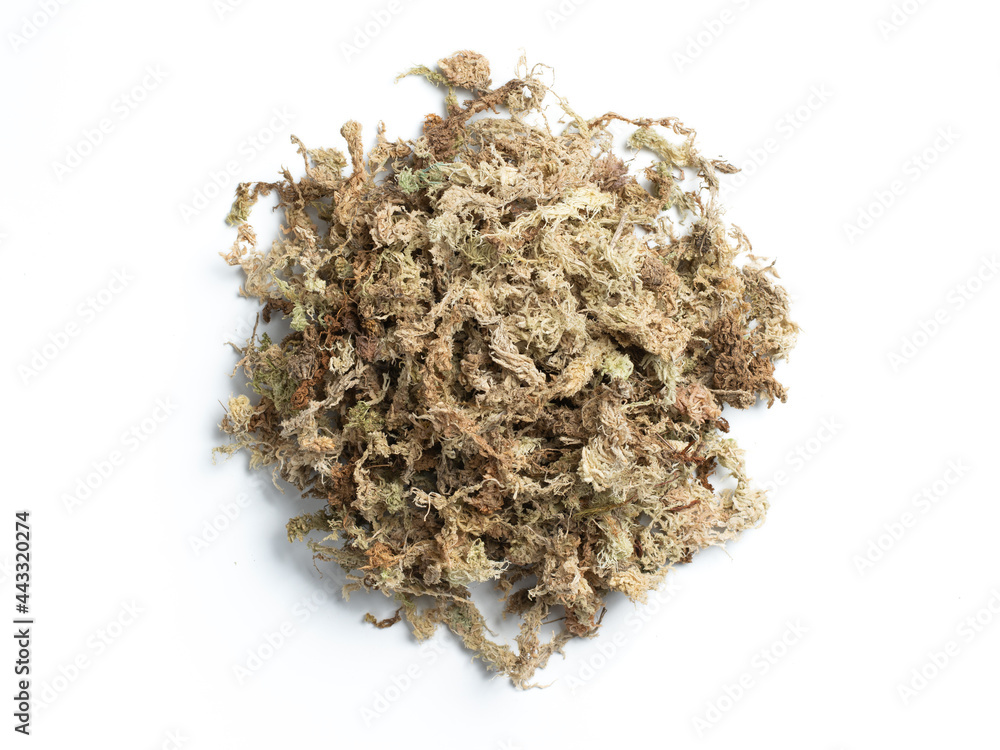 Sphagnum moss used for plant propagation or plant the orchid