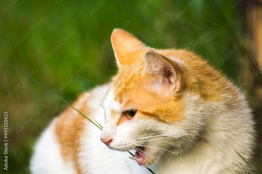 face profile of a ginger cat with a white muzzle