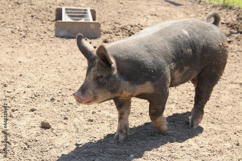 Profile of a Running Pig