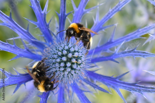 Bombus lucorum white-tailed bumble bees foraging on the hardy plant eryngium often referred to as sea holly It is a magnet for bumblebees and plenty solitary species such as hoverflies and butterflies © Rusana