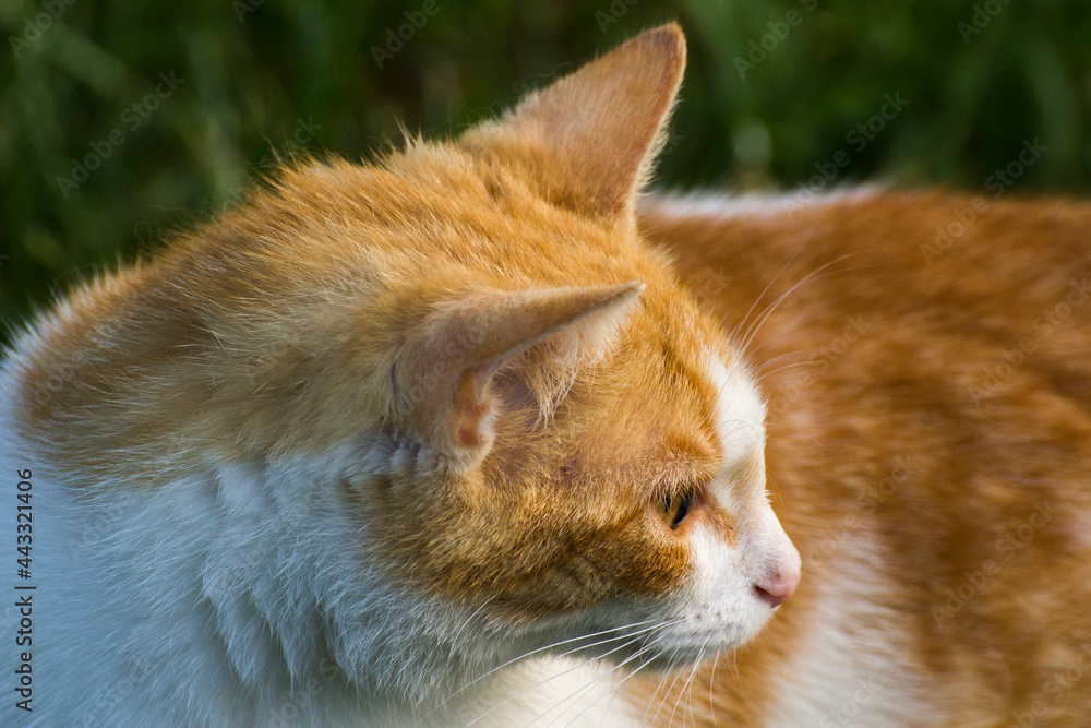 red cat face profile with white muzzle