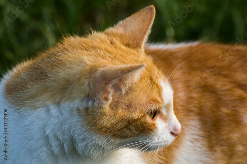 red cat face profile with white muzzle