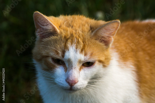 ginger cat with a white mouth on a background of green nature