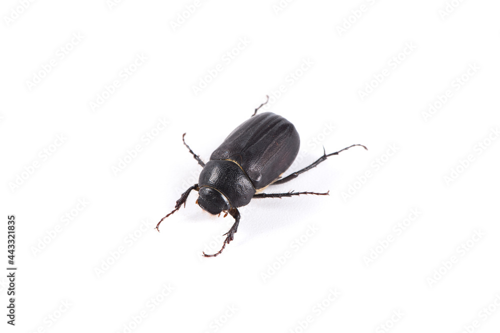 black dung Beetle isolated on white background black dung Beetle isolated on white background