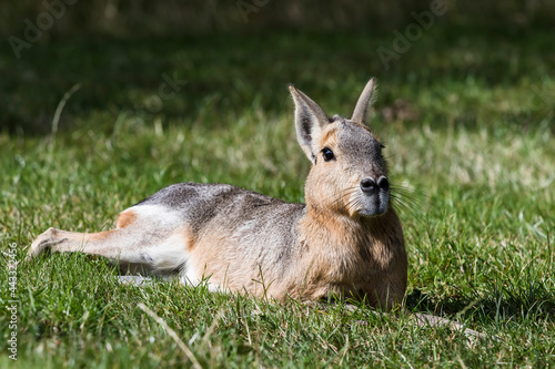 Hare sitting down in grass sunbathing  © Huw Penson