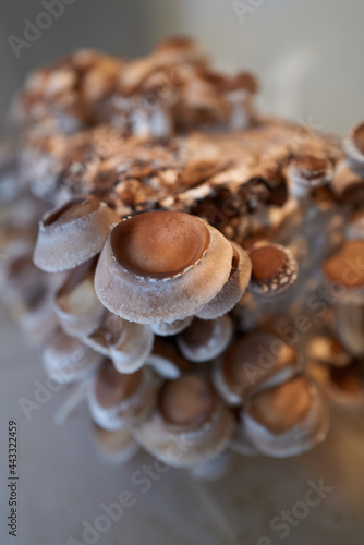 Shiitake Mushrooms growing on log
