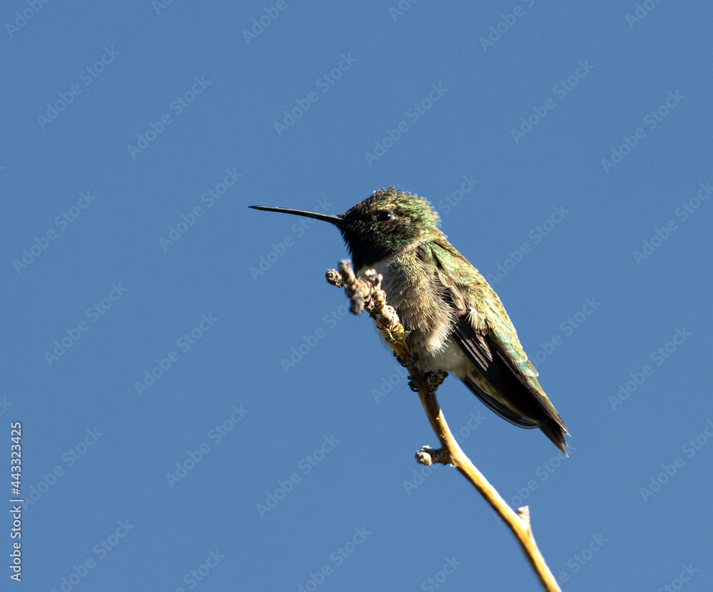 Obraz premium hummingbird on the branch
