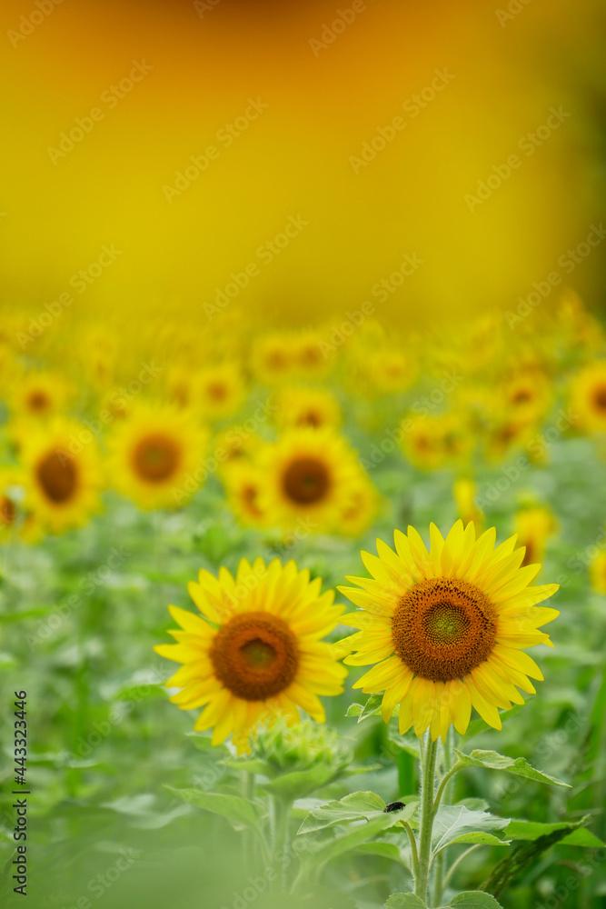 Fototapeta premium 向日葵