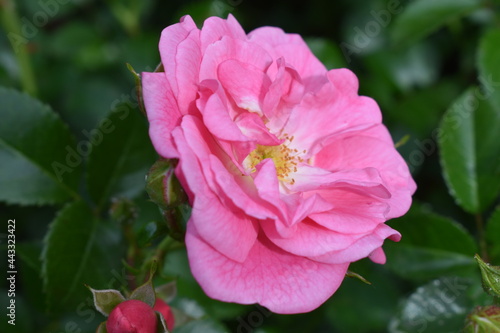 The beautiful pink red rose blossoming in the early summer afternoon in Sapporo Japan