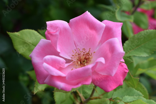 The beautiful pink red rose blossoming in the early summer afternoon in Sapporo Japan