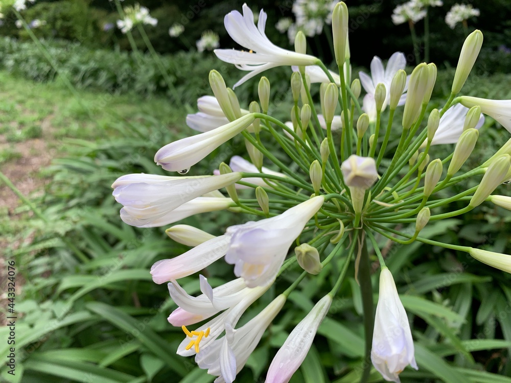White agapanthus growing in a large garden White agapanthus growing in a large garden