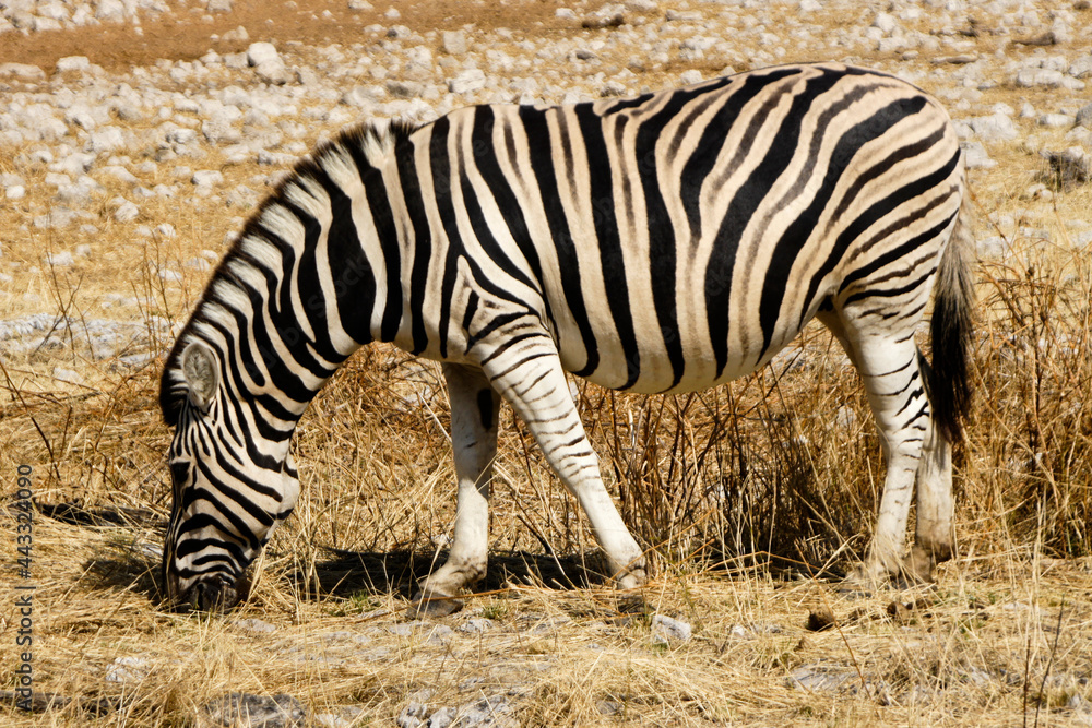 Burchell's (common, plains) zebra grazing, Etosha National Park, Namibia Burchell's (common, plains) zebra grazing, Etosha National Park, Namibia